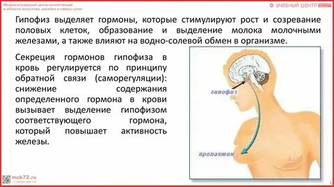 Секреция что это
