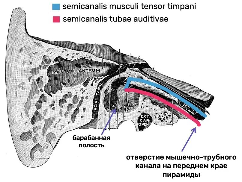 Ostium pharyngeum tubae auditivae. Мышечно-трубный канал височной кости. Пирамида височной кости шилососцевидное отверстие. Каменисто барабанная щель височной кости. Сонно барабанный канал височной кости.