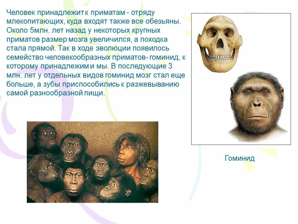Человек приматы человек разумный млекопитающие. Отряд приматов выделился примерно млн лет. человек отряд приматы. признаки отряда приматы у человека. отряд приматов выделился.