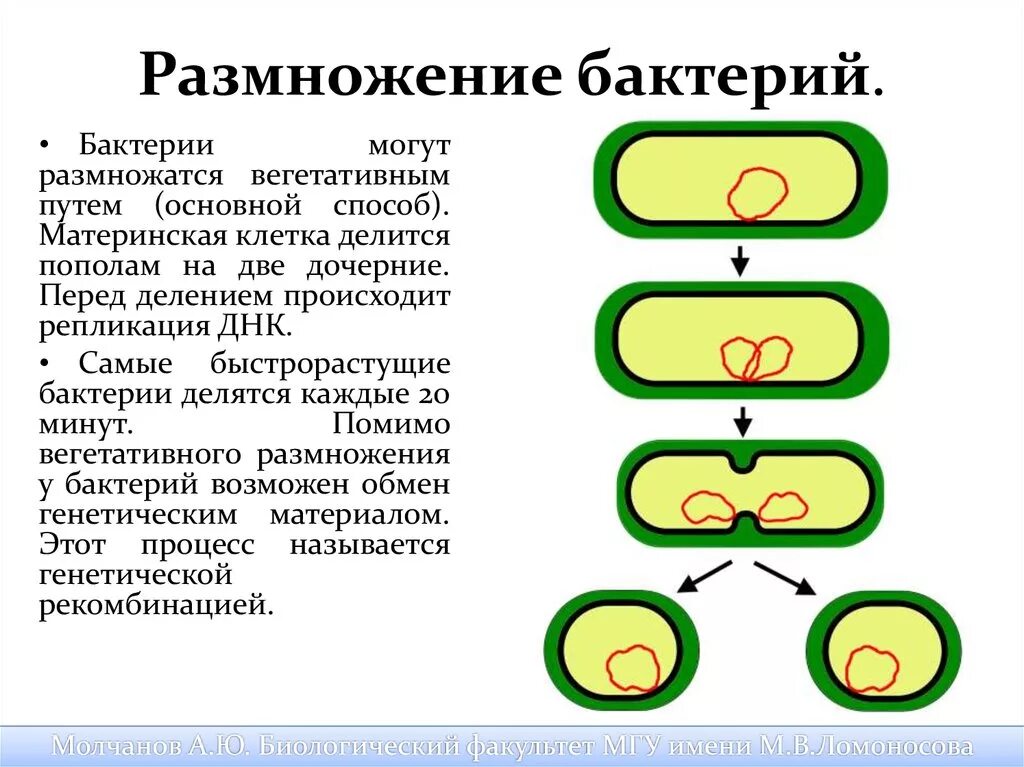 Размножение бактерий примеры. Типы бесполого размножения бактерий. Размножение бактерий бесполое и полое. Особенности бесполого размножения бактерий. Способ размножения бактерий:способ размножения бактерий.