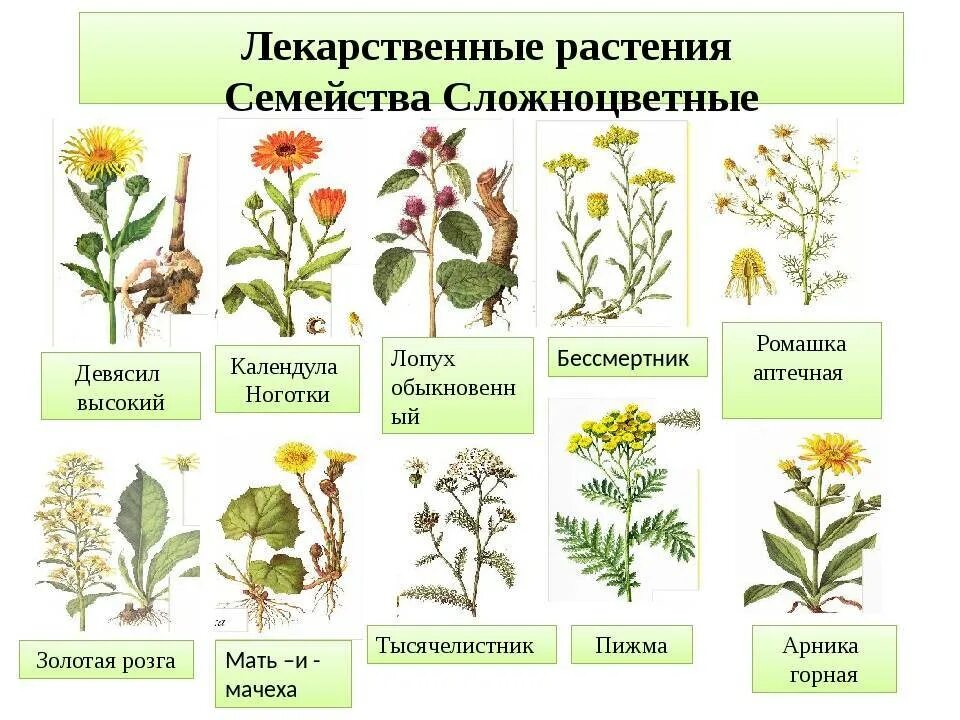 Семейство высших растений. Сложноцветные лекарственные. Дикорастущие лекарственные растения. Травы названия. Цветки лекарственных растений.