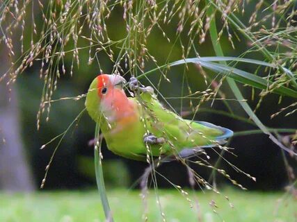 Birds wiki