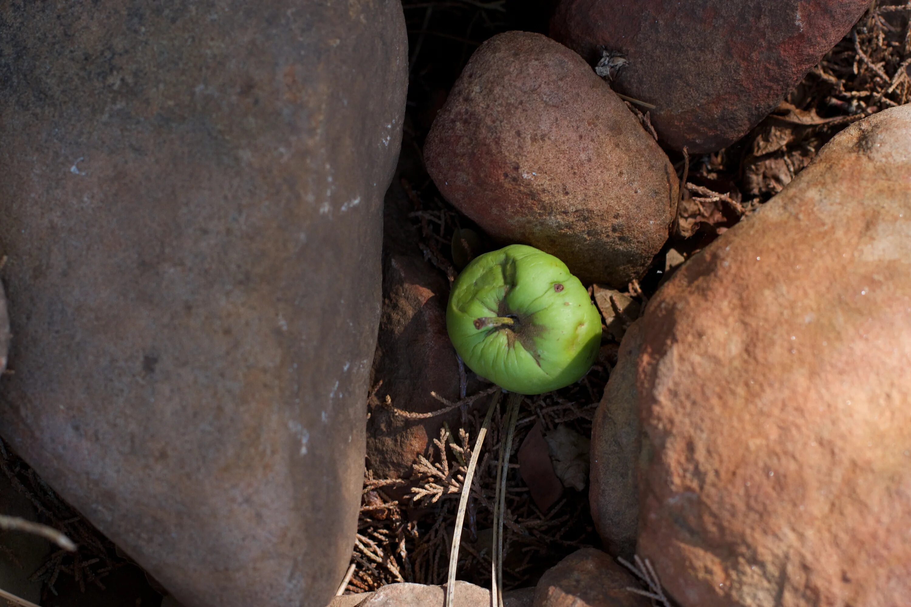 Apple stone. Каменное яблоко. Яблоки на камушках. Яблоко из камня. Каменное яблоко Шри Ланка.