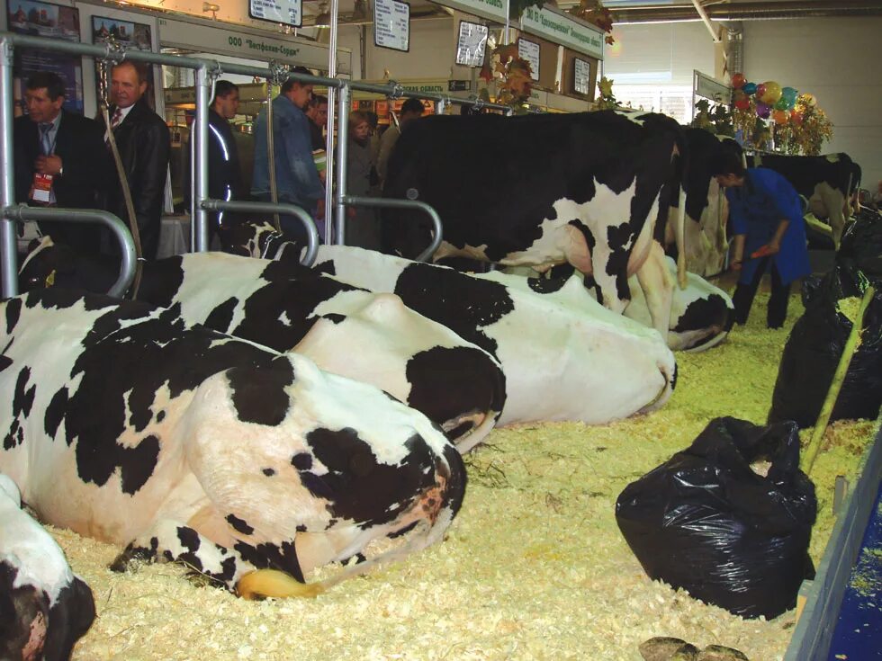 цикл производства мясной продукции. производство продукции животноводства схема. технология получения животноводческой продукции. производство продукции животноводства схема. элементы животноводства.