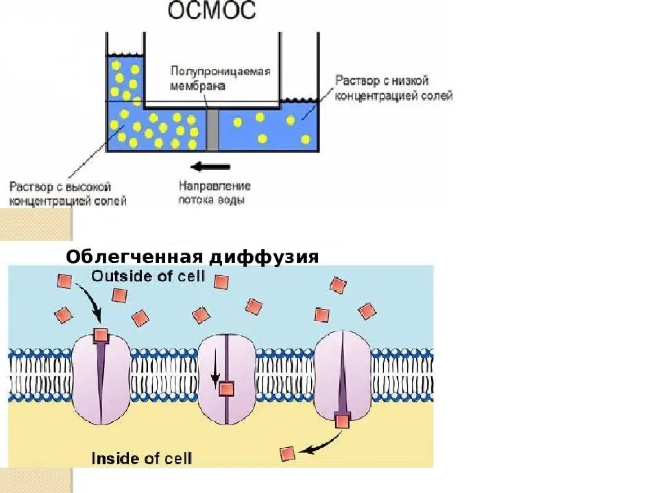 Диффузная мембрана. Проницаемость клеточных мембран. Плазматическая мембрана избирательная проницаемость. Ионная проницаемость клеточной мембраны. Избирательная проницаемость мембраны.