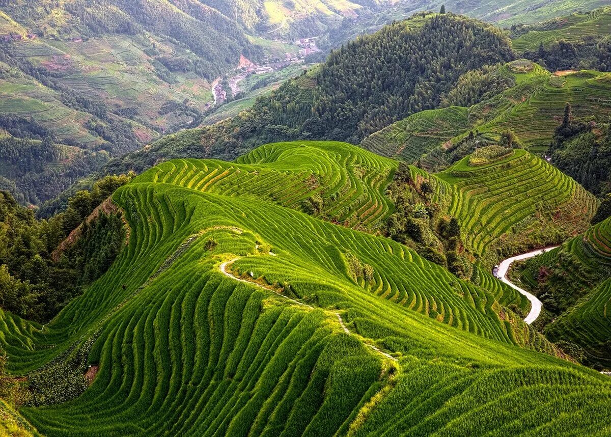 Виды плантаций. Нувара Элия Шри Ланка плантация. Шри Ланка чайные плантации Нувара Элия. Чайные плантации Цейлона. Горы чайные плантации Шри Ланка.