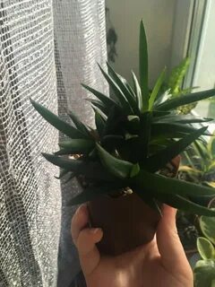 Алоэ черное