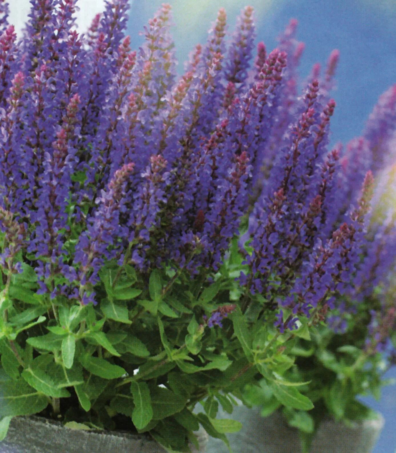 Salvia superba шалфей дубравный. Шалфей дубравный блаухугель. Шалфей адора блю. Шалфей adora blue. Шалфей адора блю.