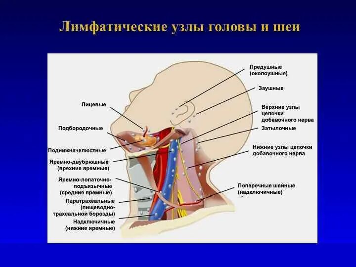 Где расположена верхнее. Лимфатические узлы шеи анатомия. Внутренние яремные лимфатические узлы. Претрахеальные лимфатические узлы. Поднижнечелюстные лимфатические узлы.