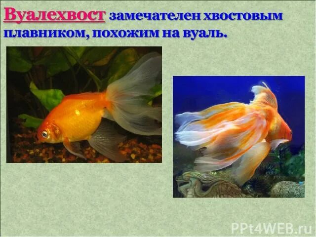 Интерактивная игра "В мире животных"