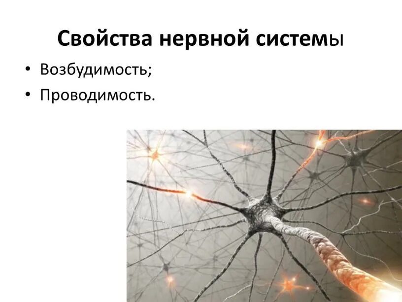 Повышает возбудимость нервной системы. Проводимость в нервной системе. возбудимость нервной системы. проводимость нервной ткани. возбудимая нервная система.