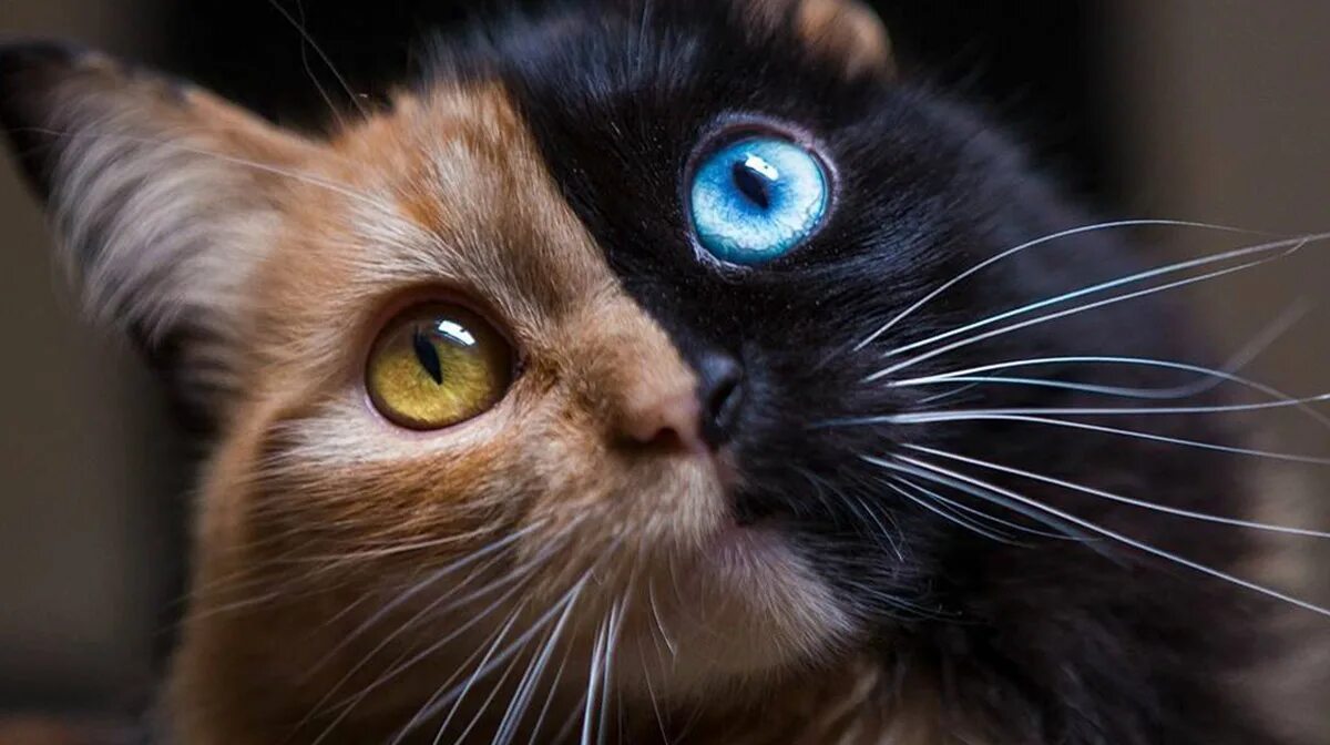 Редкие цвета кошек. Необычный кот. Шикарный кот. Кошки красивые необычные. Кошки с необычными глазами.