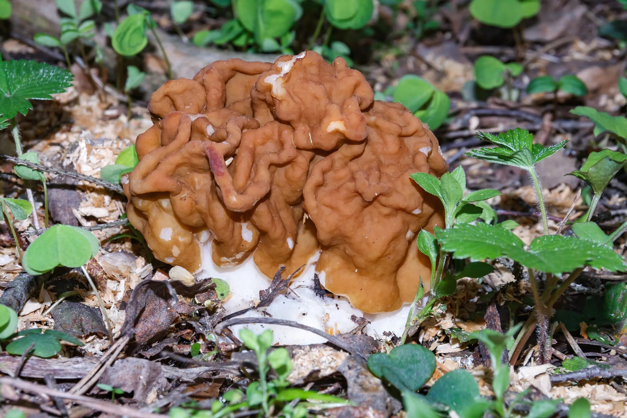 Сумчатый сморчок гриб. Гриб строчок гигантский. Строчок гигантский — Gyromitra Gigas.. Строчок обыкновенный и строчок гигантский.