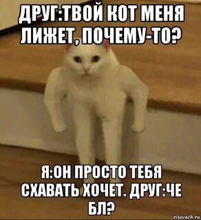 Песня я и твой кот