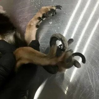Когти собаки