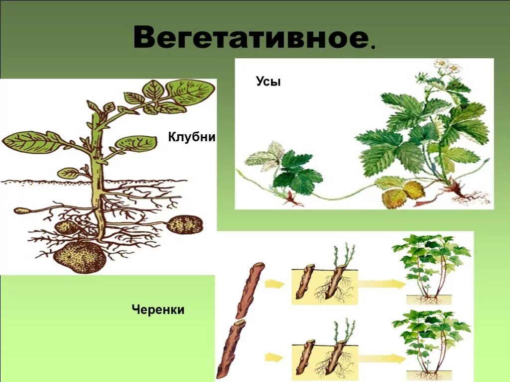 5 форм вегетативного. Вегетативное бесполое. Бесполое размножение вегетативное. Бесполое размножение черенками. Вегетативное размножение стеблями клубнями.