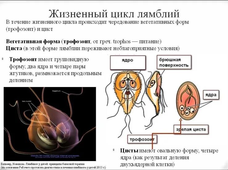 Лямблия интестиналис строение. Паразит лямблия симптомы. Как выглядит паразит лямблия. Лямблии переносчики болезней.