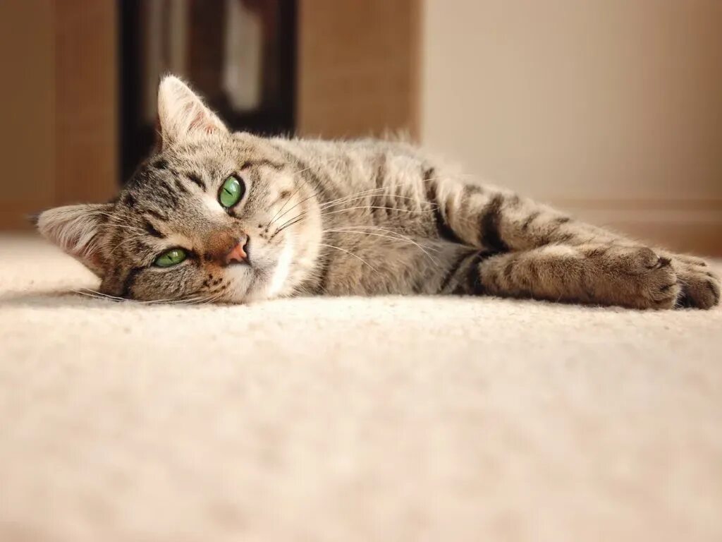 Кот лежит выгнуто. Кошка лежит. лежачий кот. кот валяется. кошка красиво лежит.
