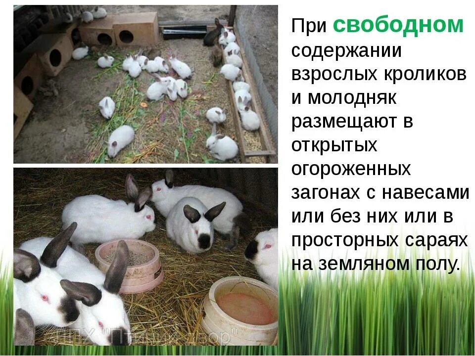 Условия выращивания животных. Животноводство кролики. разведение домашних животных. животноводство кролиководство.