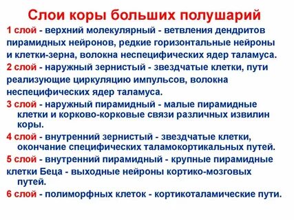 Самый внутренний слой коры