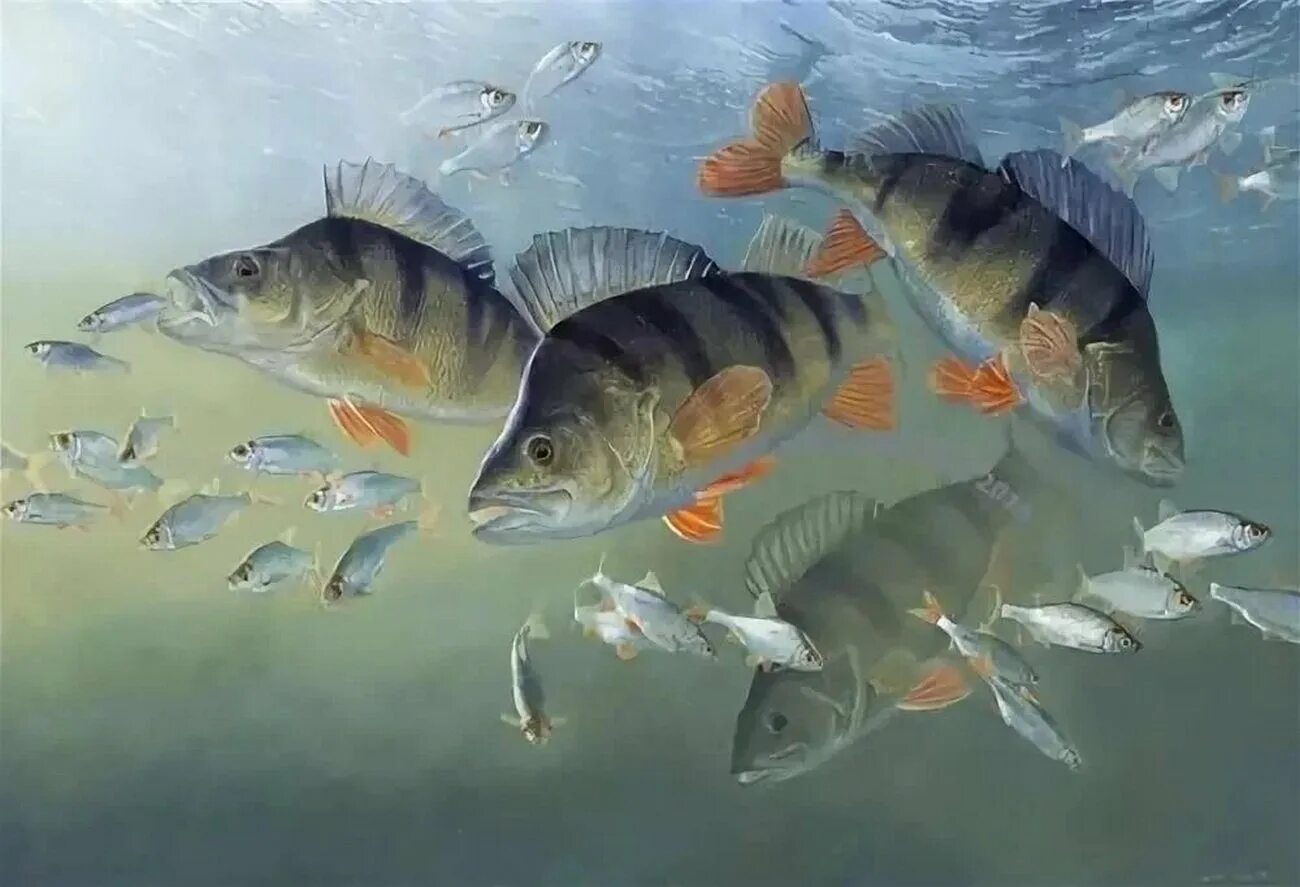 Пищевое отношение между щукой и речным окунем. Окунь Речной малек. Perca fluviatilis Linnaeus, 1758-Речной окунь. David Miller рыбы.