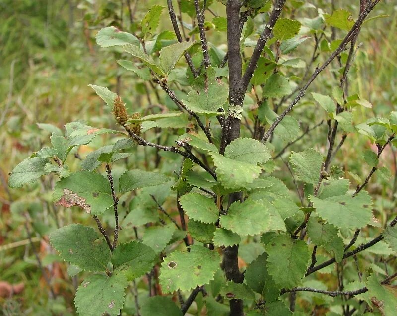 Береза приземистая Betula humilis. Береза низкая Betula humilis. Береза приземистая - Betula humilis Schrank. Береза Даурская (Betula dahurica). Береза приземистая