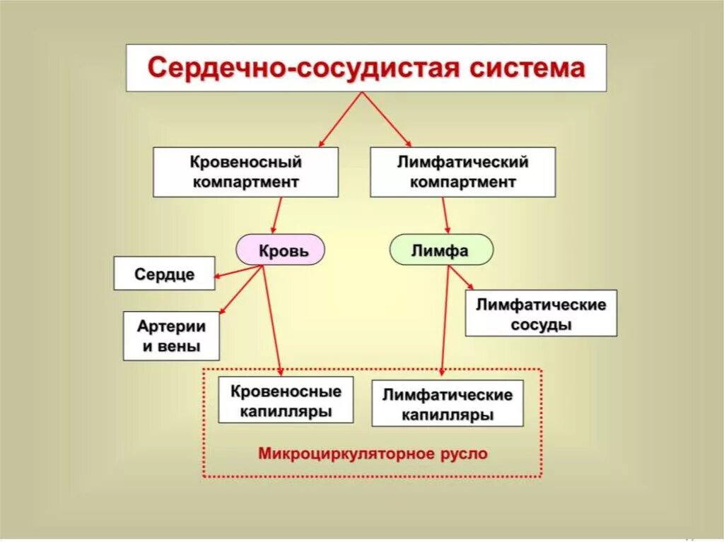 Лимфатические сосуды таблица. Сосудистая система лимфообращение кластер. Лимфатическая система человека таблица. Кровеносная и лимфатическая система таблица. Кластер кровеносная система.