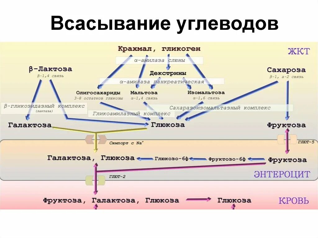 На какие мономеры распадаются белки перед всасыванием. Всасывание углеводов схема. Механизмы всасывания белков, жиров и углеводов. Переваривание и всасывание углеводов схема. Всасывание углеводов в желудочно-кишечном тракте человека..