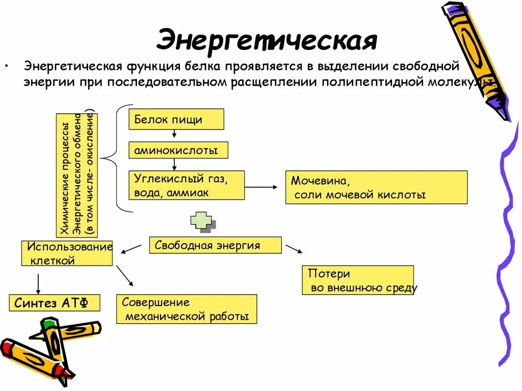 Энергетическая белка. Энергетическаяфункция белковэ. Энергетическая роль белков. Пластическая и энергетическая роль белков. Пластическая и энергетическая функции белков.