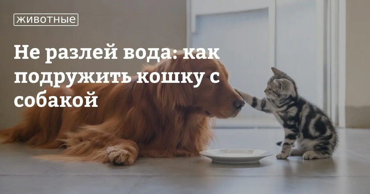 Как познакомить кошку с собакой. Как подружить кошку с собакой в квартире. как быстро подружить кошку и собаку. как подружить двух собак кобелей. книга как подружить кошки и собаки.