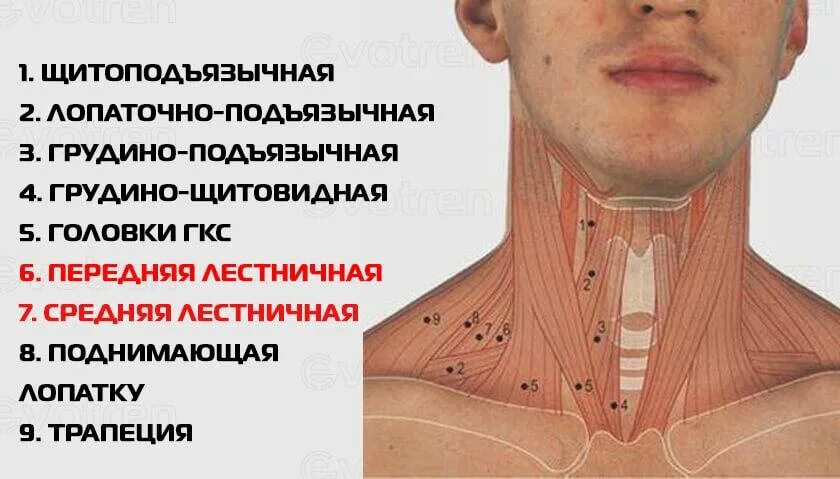 Почему воспаляются мышцы. Болит шея спереди. миозит лестничной мышцы. лестничные мышцы шеи.