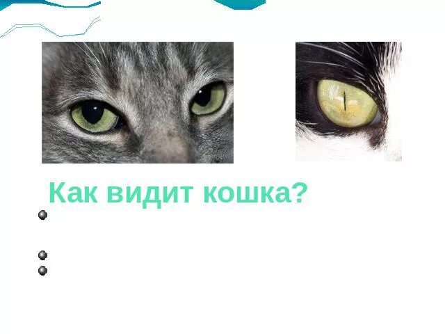 Кошки различают цвета или нет. Как видят кошки. как видят кошки картинки. видят ли кошки цвета изображения. цветовой диапазон кошек.