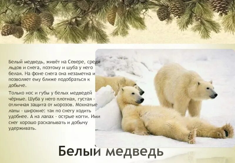 Почему мишка живет 1. Белые медведи живут. Живем на севере медведь. Животные Архангельской области. Белый медведь обитает среди вечных льдов и снегов.