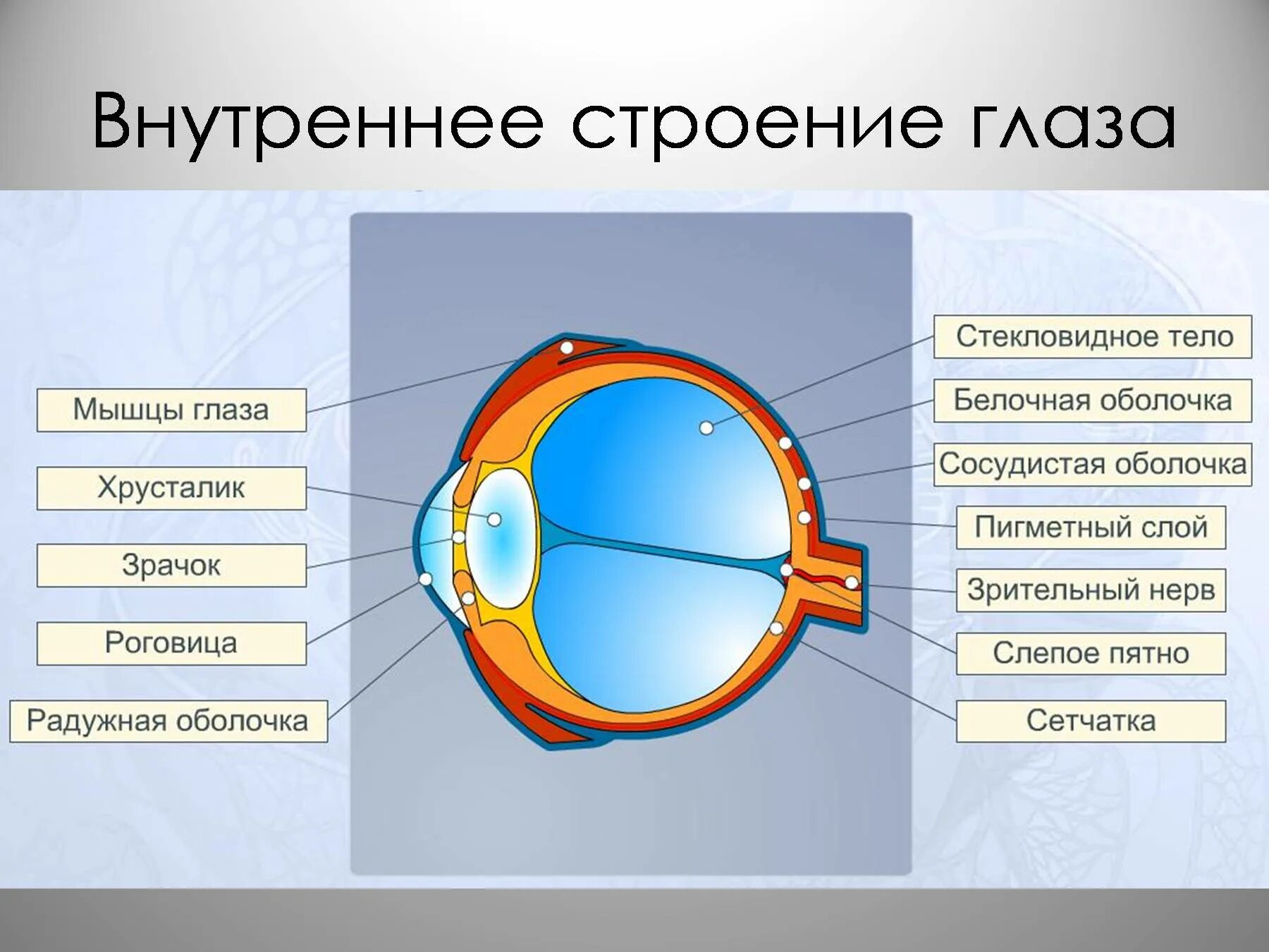Где в органе зрения находится желтое пятно. Зрительный анализатор строение ЕГЭ. Строение органов зрения и зрительного анализатора схема. Схема глаза зрительный анализатор. Строение зрительного анализатора периферическая часть глаза.