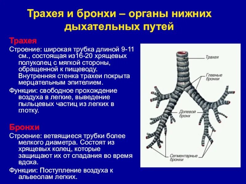 Строение и функции трахеи и легких