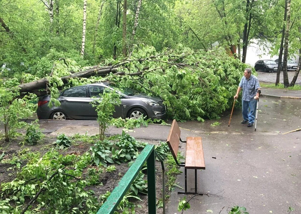 Ураган в Москве 1998. Ураган в Москве (2017). Ураган в Подмосковье 1998. Упавшее дерево.