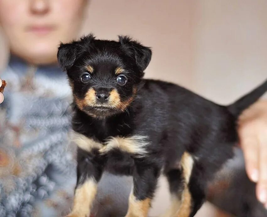 Той терьер пушистый. Русский той терьер длинношерстный. Русский той терьер длинношерстный. Той терьер пушистый. Пинчер карликовый длинношерстный.