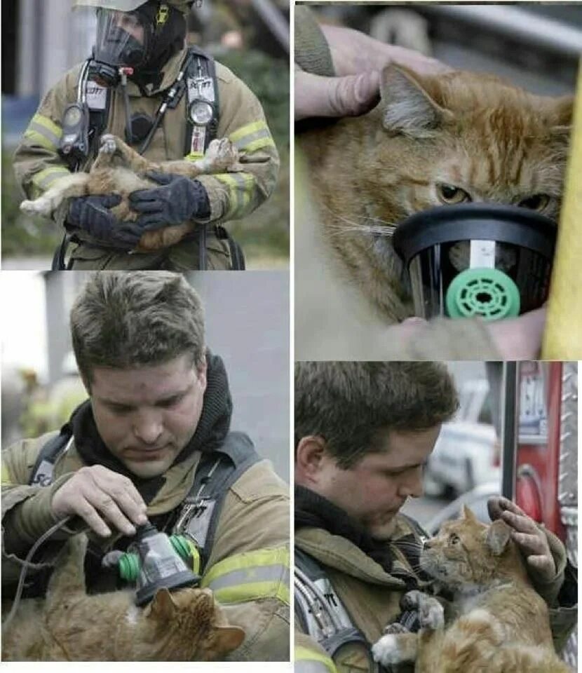 Saving cat