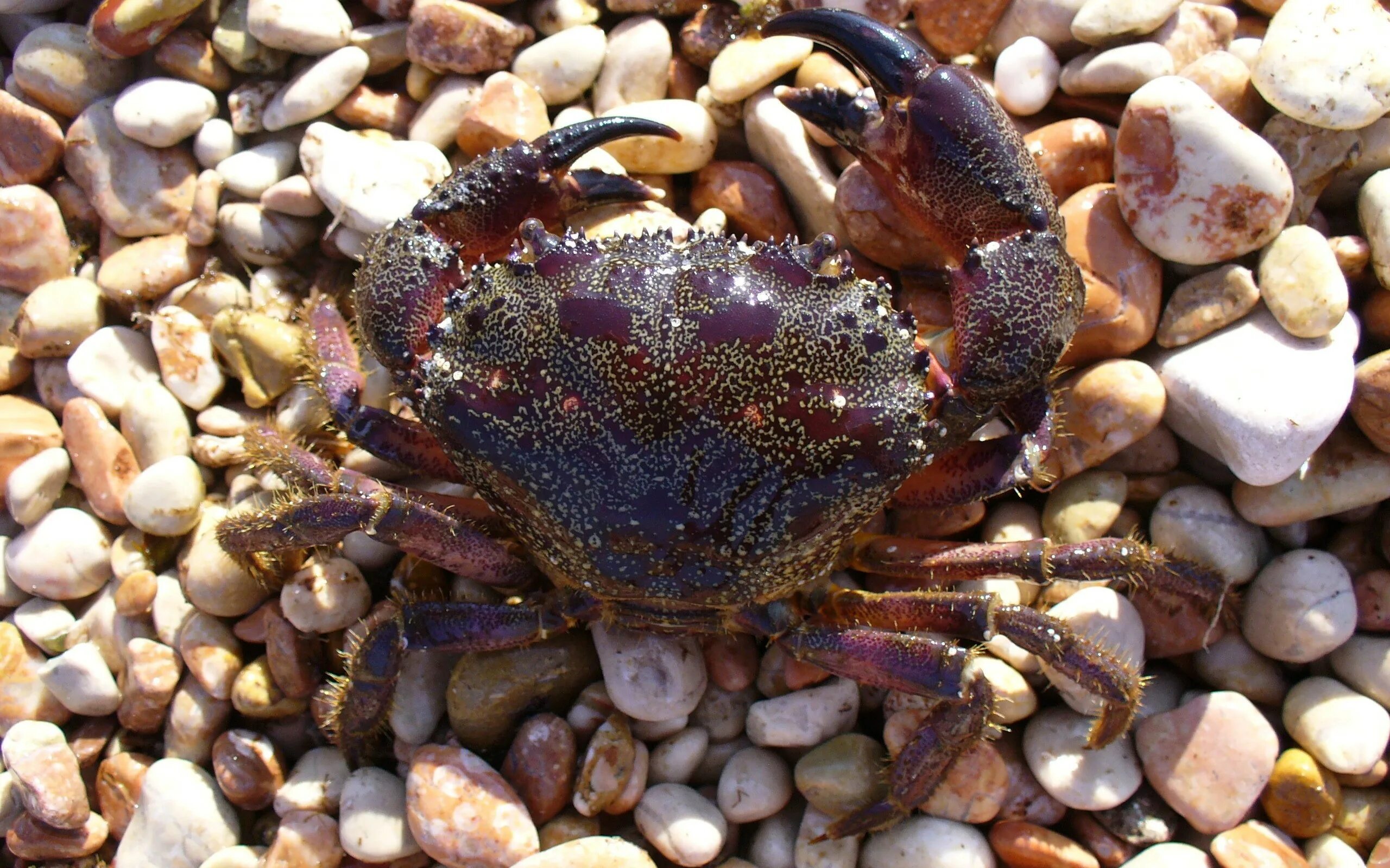 Черные крабы животные. Каменный краб черного моря. Каменный краб (Eriphia verrucosa). Черноморский краб Краснюк. Черноморский краб водолюб.