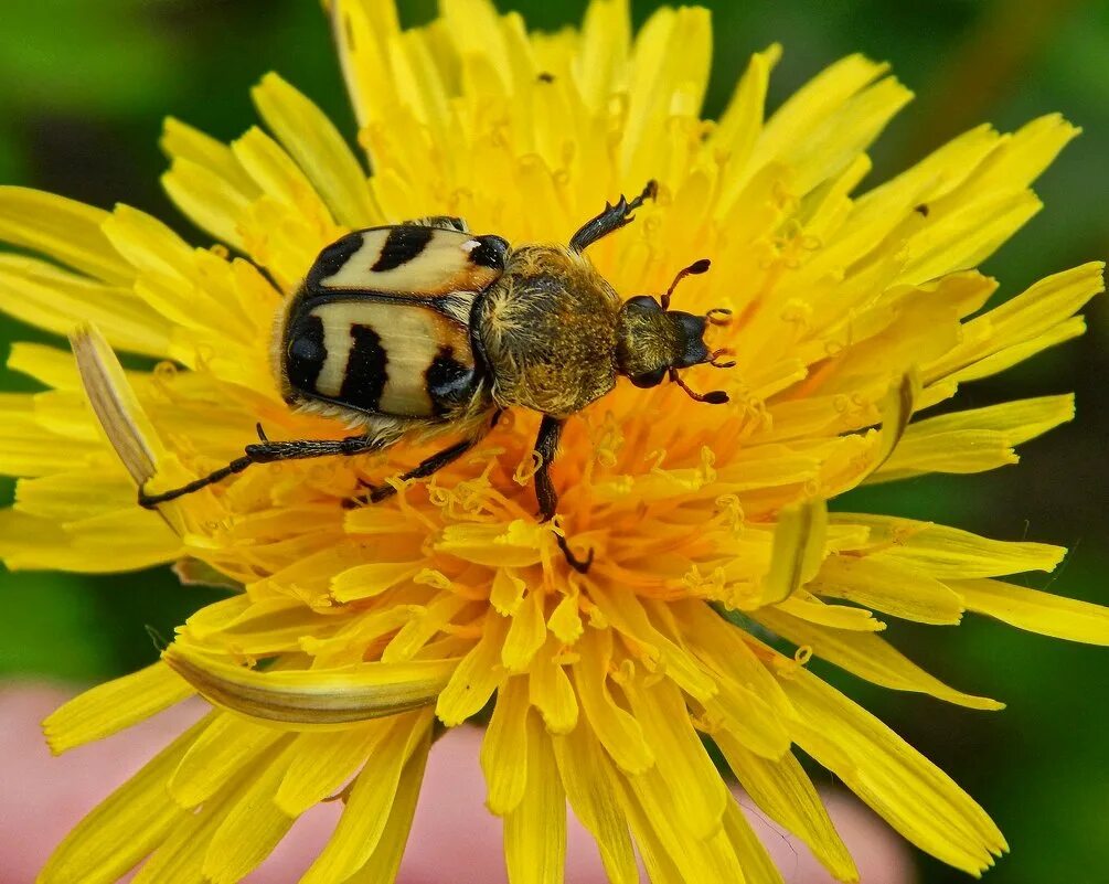 божья коровка на одуванчике. весна божья коровка. жук на одуванчике. жук присел на одуванчик. жук присел на одуванчик.