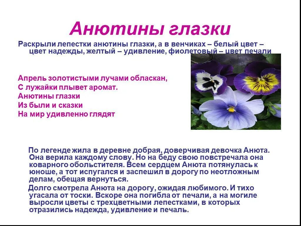 Анютины глазки цветы описание. Анютины глазки Легенда о цветке. Анютины глазки описание растения. Рассказ о цветке Анютины глазки. История о растение Анютины глазки.