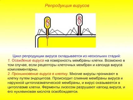 Затем происходит