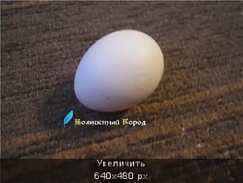 Оплодотворенные яйца волнистых попугаев. Неоплодотворенные яйца волнистых попугаев. Яйца попугая. Яйцо попугая купить