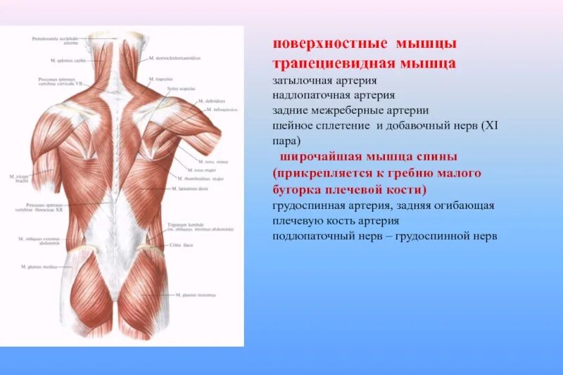 Кровоснабжение мышц. Поверхностные мышцы. поверхностные мышцы спины трапециевидная. поверхностные мышцы спины и затылка. кровоснабжение поверхностных мышц спины.