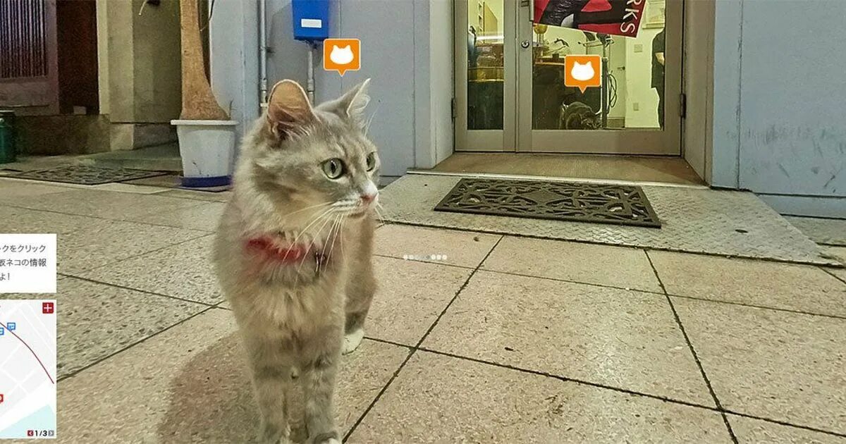 Hello Street Cat Китай. Hello Street Cat app. Street Cat meme. Hello street cat петиция остановите