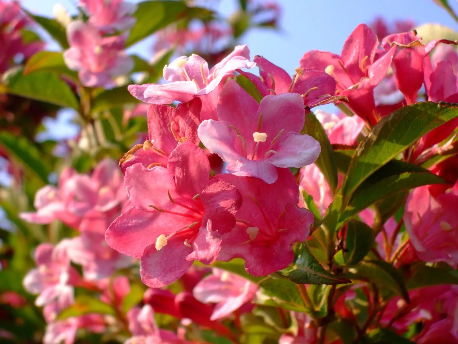 Фото красивых цветущих кустарников. Куст вейгела. Вейгела Колсун. Вейгела Цветущая розовая "Эльвера". Вейгела Цветущая Eva Rathke.
