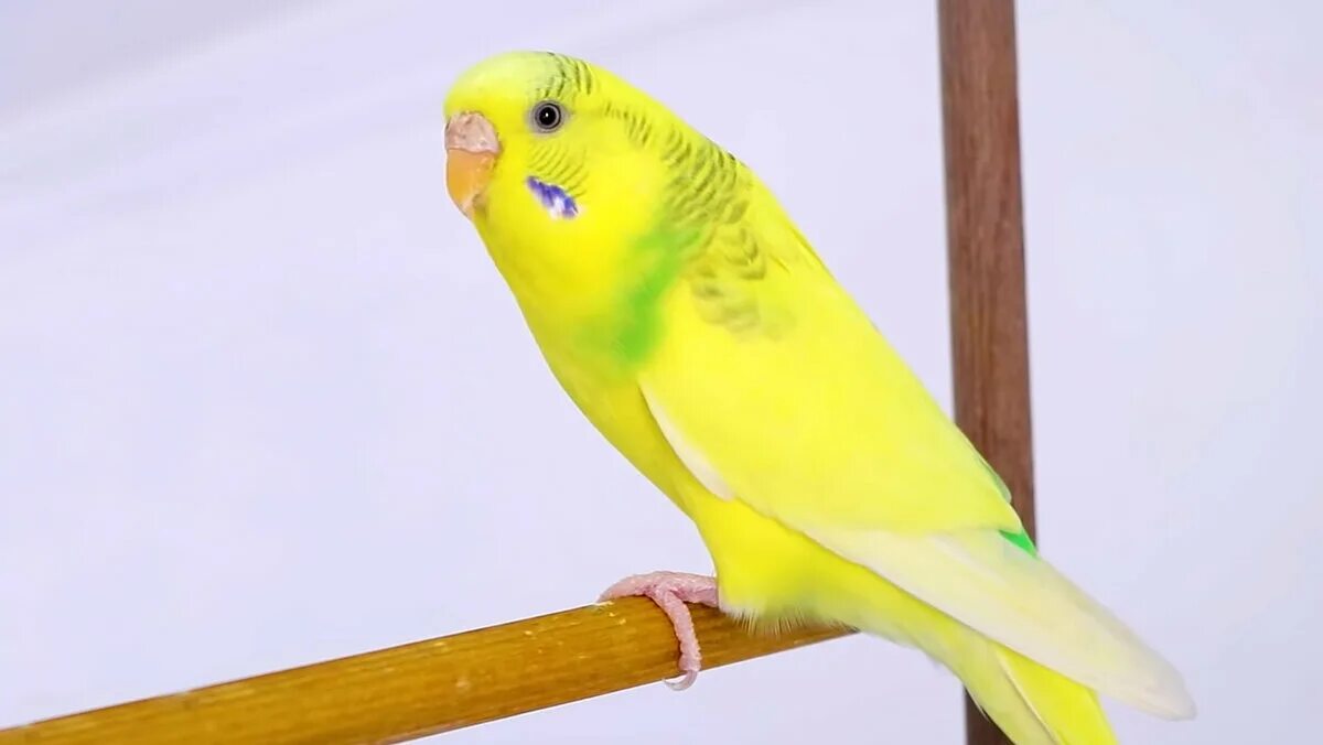 Желтый попугай девочка. Желтый лютино волнистый. Желтый попугай волнистик. Лютиносы волнистые попугаи. Желтый попугай девочка.