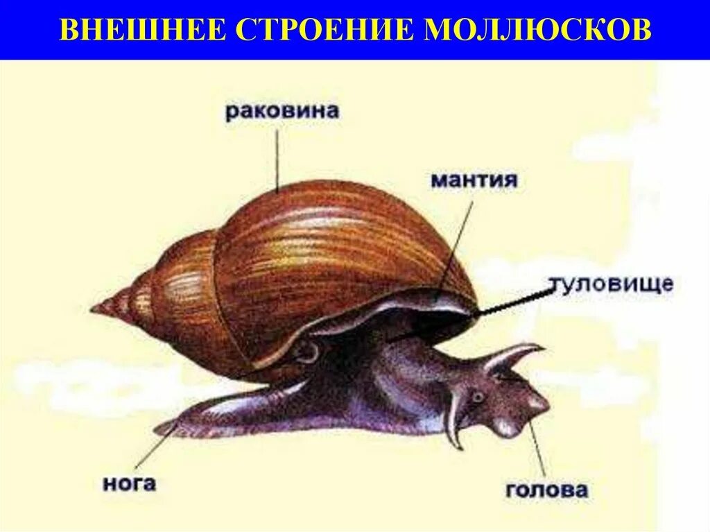 Внешнее и внутреннее строение брюхоногих. Брюхоногие моллюски внешнее строение. внешнее строение брюхоногих моллюсков. внешнее строение брюхоногого моллюска рисунок. малый прудовик строение.