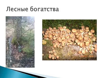 Какие богатства лесной зоны использует человек окружающий