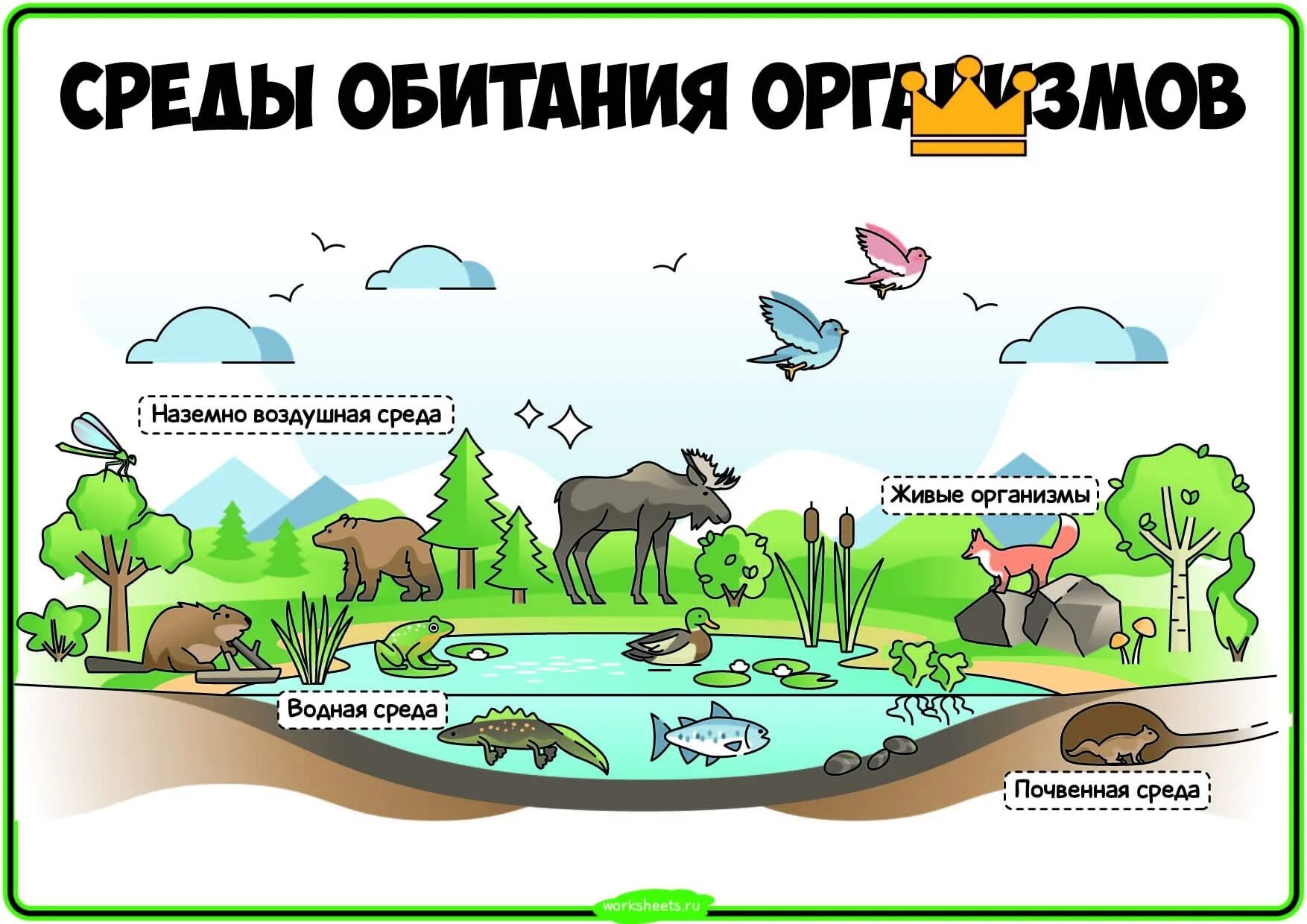 Что такое среда обитания в биологии 7. Среды обитания организмов. живые организмы и их среда обитания. среды обитания ивыхорганизмов. водная и наземно воздушная среда обитания.